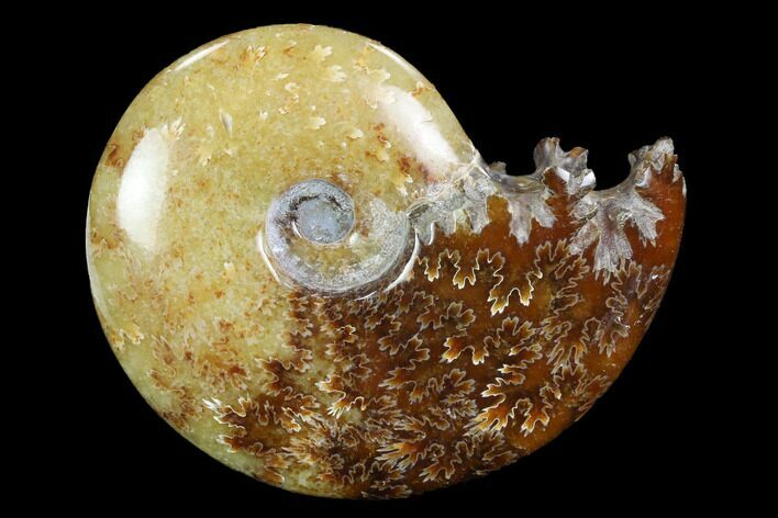 Polished, Agatized Ammonite (Cleoniceras) - Madagascar #97312